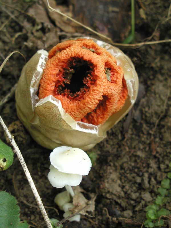 Clathrus cancellatus